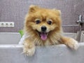 dog spitz in a bath for washing. grooming dogs