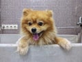 dog spitz in a bath for washing. grooming dogs