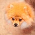 Dog spitz orange. Small dog breeds.