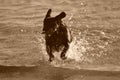 Dog splashing around Royalty Free Stock Photo
