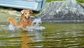 Dog splashing around in the water HDR Royalty Free Stock Photo