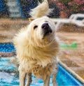 Dog splashing out water