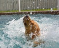 Dog Splashing and Shaking in the Pool