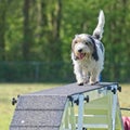 dog sport agility