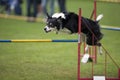 Dog sport Royalty Free Stock Photo