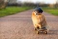 dog and sports. Cool Pomeranian spitz riding in skateboard. creative pet.