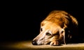 Dog in Spotlight Royalty Free Stock Photo
