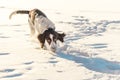 Dog Springer Spaniel look at camera and runs on snow field in winter nature Royalty Free Stock Photo