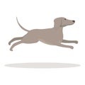 Dog sprint icon cartoon vector. Animal run