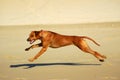 Dog sprinting Royalty Free Stock Photo