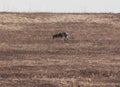 Dog sprinting in a field of dry grass Royalty Free Stock Photo