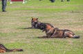 Dog squat in being trained safety by soldier on the grass