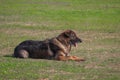 Dog squat in being trained safety by soldier on the grass