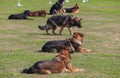 dog squat in being trained safety by soldier on the grass