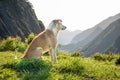 Dog squatting on the hilltop grass and watching the distant mountains