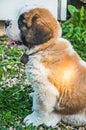 Dog Saint Bernard puppy portrait