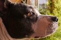 Dog stafford laying on the floor and looking under sunshine Royalty Free Stock Photo