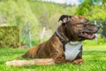 Dog, Staffordshire bull terrier, lying on freshly cutted grass w Royalty Free Stock Photo