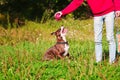 Dog stafordshirsky terrier plays with the owner