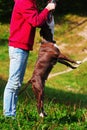 Dog stafordshirsky terrier plays with the owner