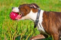 Dog stafordshirsky terrier plays with the owner