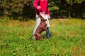 Dog stafordshirsky terrier plays with the owner