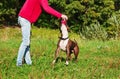 Dog stafordshirsky terrier plays with the owner