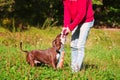 Dog stafordshirsky terrier plays with the owner