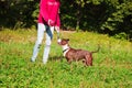 Dog stafordshirsky terrier plays with the owner