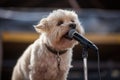 dog on stage, crooning into microphone with tone-perfect vocals Royalty Free Stock Photo
