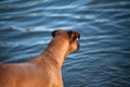 Dog stand at sea and watch the waving water