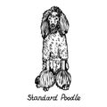 Dog of Standard Poodle breed sitting, hand drawn doodle sketch with inscription, isolated vector illustration