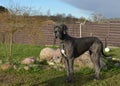 Dog standing as statue