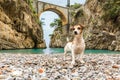 Dog It is standing on the beach between the rocks in the gorge Royalty Free Stock Photo