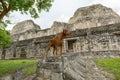 Dog standing at Becan archaeological site in Yucatan Mexico