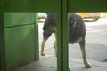 The dog is standing behind a closed door. Doors do not automatically open in front of the dog Royalty Free Stock Photo