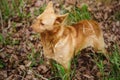 Dog standing on dried leaves with green grass and attentively looking to side Royalty Free Stock Photo