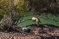 DOG STANDING THE EDGE OF CONGLOMERATE BOULDER LOOKING AT THE WATER IN A ROCK POOL