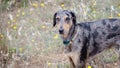 Dog Standing in Field