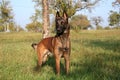 A dog standing in a field.