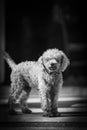 the dog standing on the floor Royalty Free Stock Photo