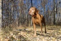 Dog standing in foresst Royalty Free Stock Photo