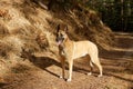 A dog standing in the forest.