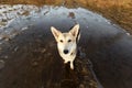 Dog standing on frozen puddle and looking at camera