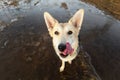 Dog standing on frozen puddle and looking at camera