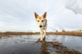 Dog standing on frozen puddle and looking at camera