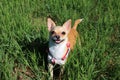 Dog Standing in a Grass