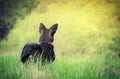 Dog standing in grass Royalty Free Stock Photo