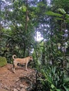 Dog standing on hiking path in tropical forest or jungle with mossy rock stone and dense rainforest trees. Gunung Panti, Malaysia
