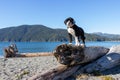 Dog standing on a log on the beach Royalty Free Stock Photo